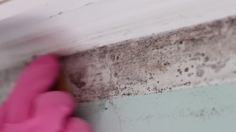 Best Black Mold Removal  in Wanakah, NY